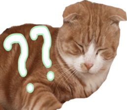 Bu-chan of a cat sticker #14263357