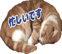 Bu-chan of a cat sticker #14263358