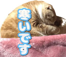 Bu-chan of a cat sticker #14263360