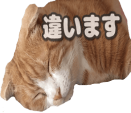 Bu-chan of a cat sticker #14263361