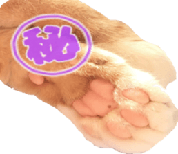 Bu-chan of a cat sticker #14263362