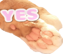 Bu-chan of a cat sticker #14263364