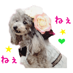 Real DOG Fashionable dog