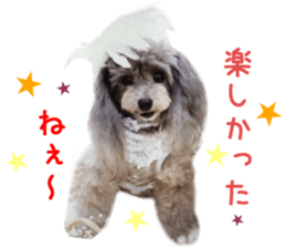 Real DOG Fashionable dog sticker #14263492