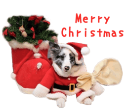 Real DOG Fashionable dog sticker #14263497