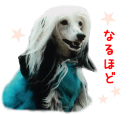 Real DOG Fashionable dog sticker #14263501