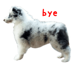 Real DOG Fashionable dog sticker #14263507