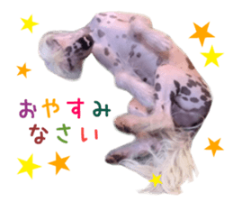 Real DOG Fashionable dog sticker #14263509