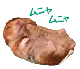 hamsters and funny animals sticker #14264159