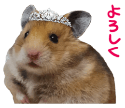 hamsters and funny animals sticker #14264161