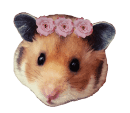 hamsters and funny animals sticker #14264163