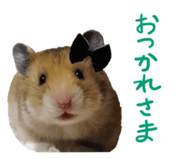 hamsters and funny animals sticker #14264165