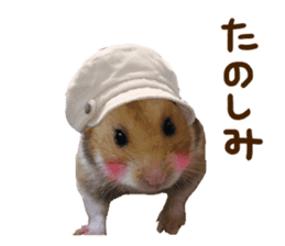 hamsters and funny animals sticker #14264167