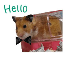 hamsters and funny animals sticker #14264168