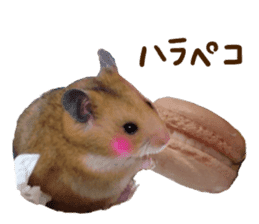 hamsters and funny animals sticker #14264170