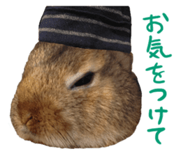 hamsters and funny animals sticker #14264175