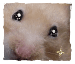 hamsters and funny animals sticker #14264177