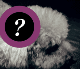 I am Pupu 1 sticker #14266931