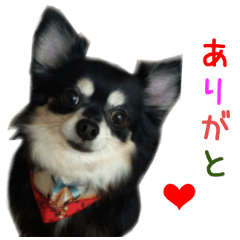 Real DOG Chihuahua Black and Tan