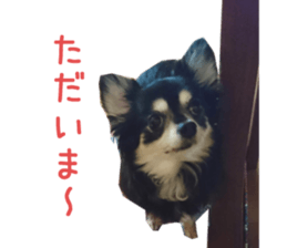 Real DOG Chihuahua Black and Tan sticker #14267990