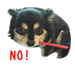 Real DOG Chihuahua Black and Tan sticker #14267992