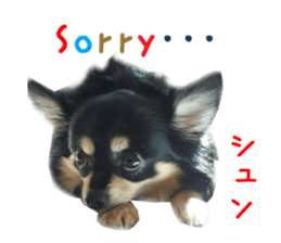 Real DOG Chihuahua Black and Tan sticker #14267993