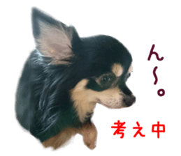 Real DOG Chihuahua Black and Tan sticker #14267994