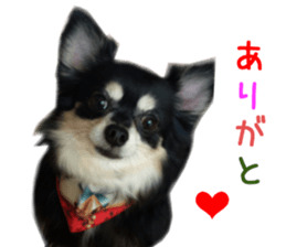 Real DOG Chihuahua Black and Tan sticker #14267995