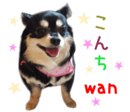 Real DOG Chihuahua Black and Tan sticker #14267996