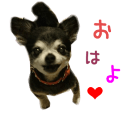 Real DOG Chihuahua Black and Tan sticker #14267998