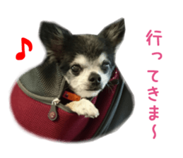 Real DOG Chihuahua Black and Tan sticker #14268000