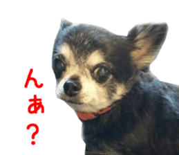 Real DOG Chihuahua Black and Tan sticker #14268001