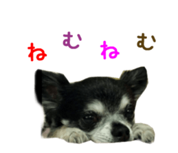 Real DOG Chihuahua Black and Tan sticker #14268003