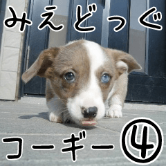 MIEDOG Welsh Corgi Cardigan sticker 4
