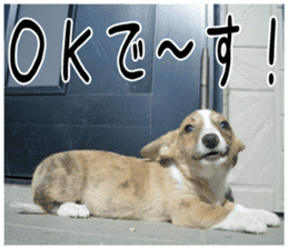 MIEDOG Welsh Corgi Cardigan sticker 4 sticker #14270030