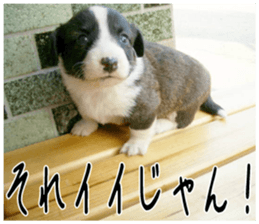 MIEDOG Welsh Corgi Cardigan sticker 4 sticker #14270031