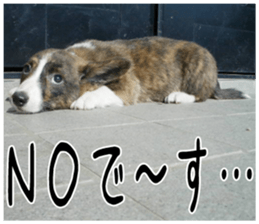 MIEDOG Welsh Corgi Cardigan sticker 4 sticker #14270032
