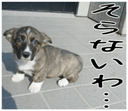 MIEDOG Welsh Corgi Cardigan sticker 4 sticker #14270033
