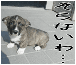 MIEDOG Welsh Corgi Cardigan sticker 4 sticker #14270033