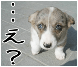 MIEDOG Welsh Corgi Cardigan sticker 4 sticker #14270034