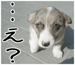 MIEDOG Welsh Corgi Cardigan sticker 4 sticker #14270034