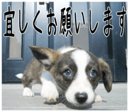MIEDOG Welsh Corgi Cardigan sticker 4 sticker #14270036