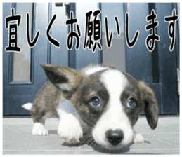 MIEDOG Welsh Corgi Cardigan sticker 4 sticker #14270036