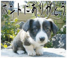 MIEDOG Welsh Corgi Cardigan sticker 4 sticker #14270037
