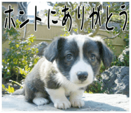 MIEDOG Welsh Corgi Cardigan sticker 4 sticker #14270037