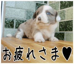 MIEDOG Welsh Corgi Cardigan sticker 4 sticker #14270039