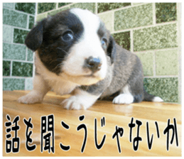 MIEDOG Welsh Corgi Cardigan sticker 4 sticker #14270040