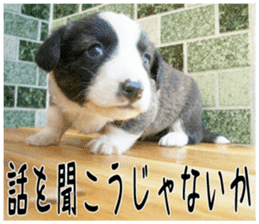 MIEDOG Welsh Corgi Cardigan sticker 4 sticker #14270040