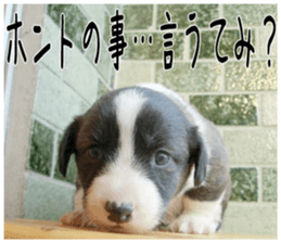 MIEDOG Welsh Corgi Cardigan sticker 4 sticker #14270041