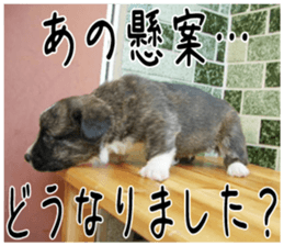 MIEDOG Welsh Corgi Cardigan sticker 4 sticker #14270042